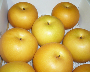 旧矢掛本陣石井家 外観