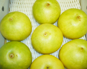 旧矢掛本陣石井家 内観